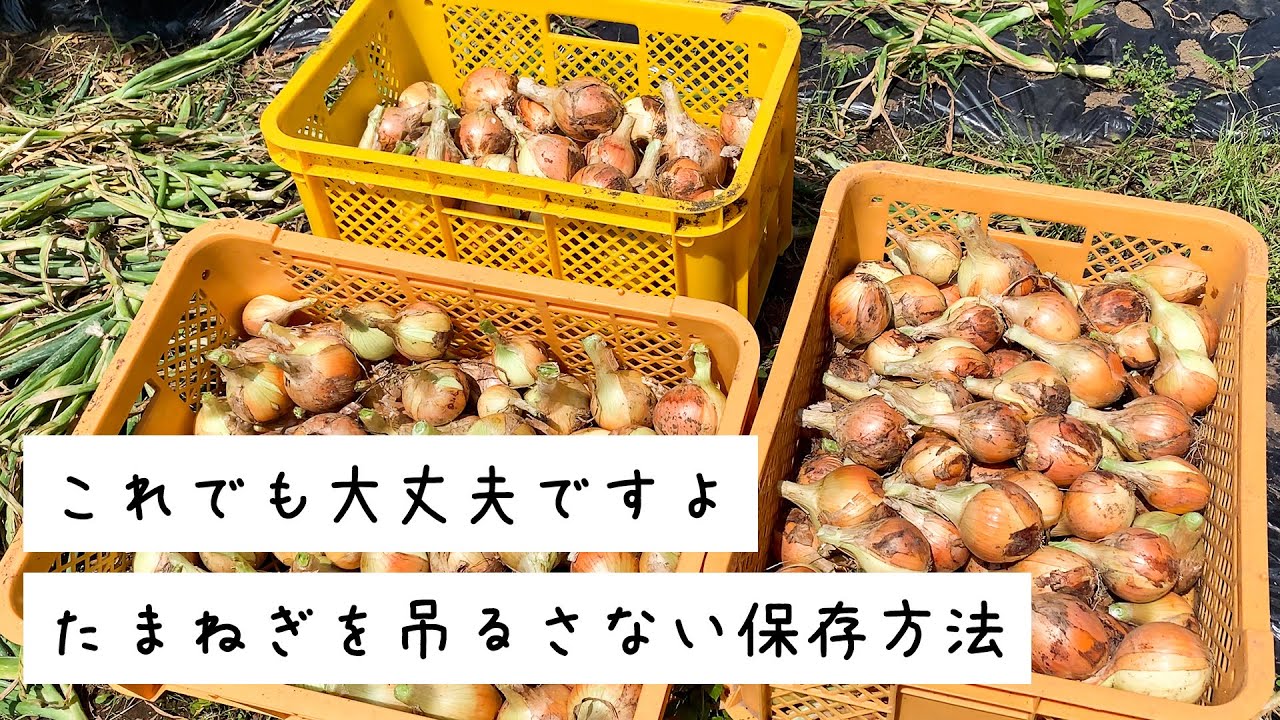 【家庭菜園】吊るすスペースないです…でも大丈夫。吊るさないたまねぎの保存方法！収穫したらコンテナにつめて長期保存をしよう！