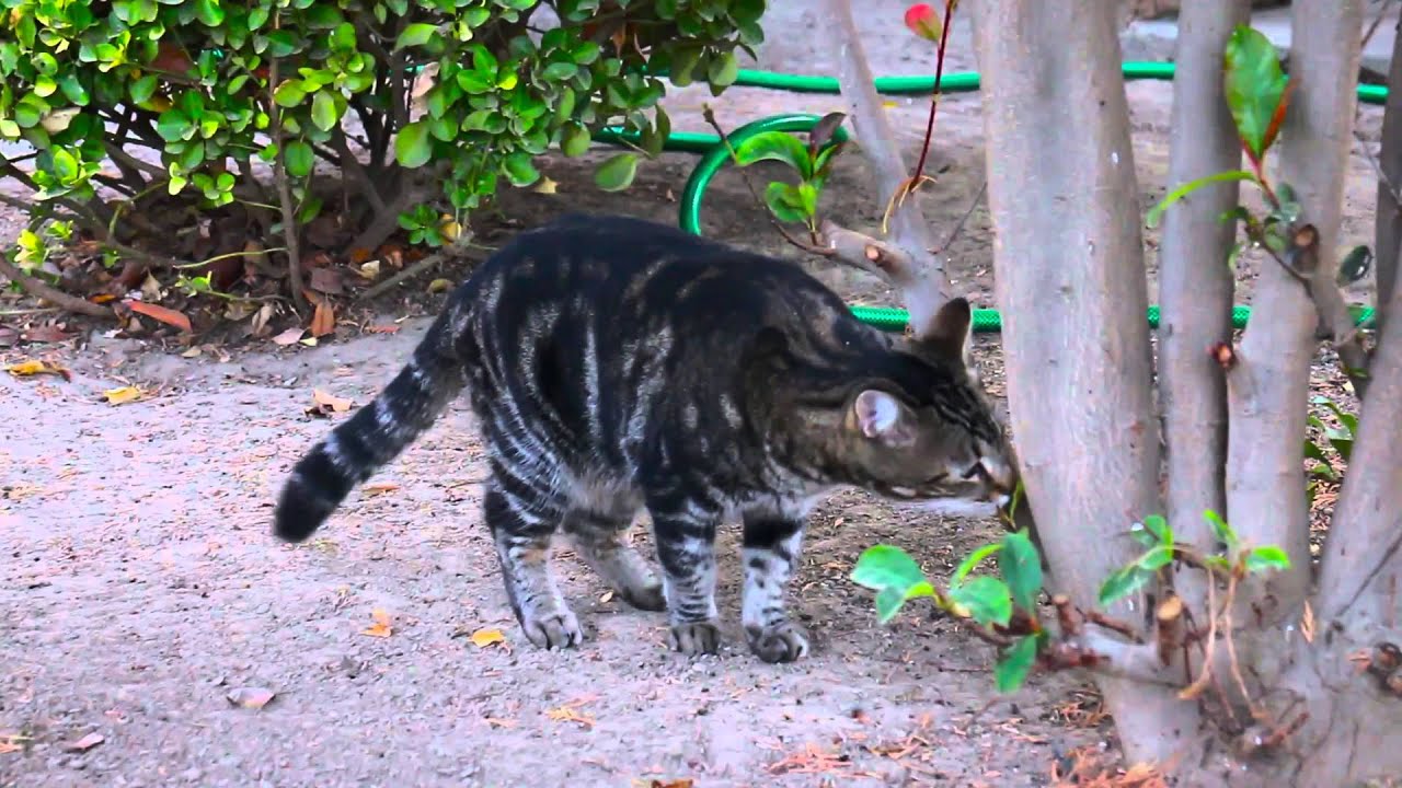Tara Exploring
