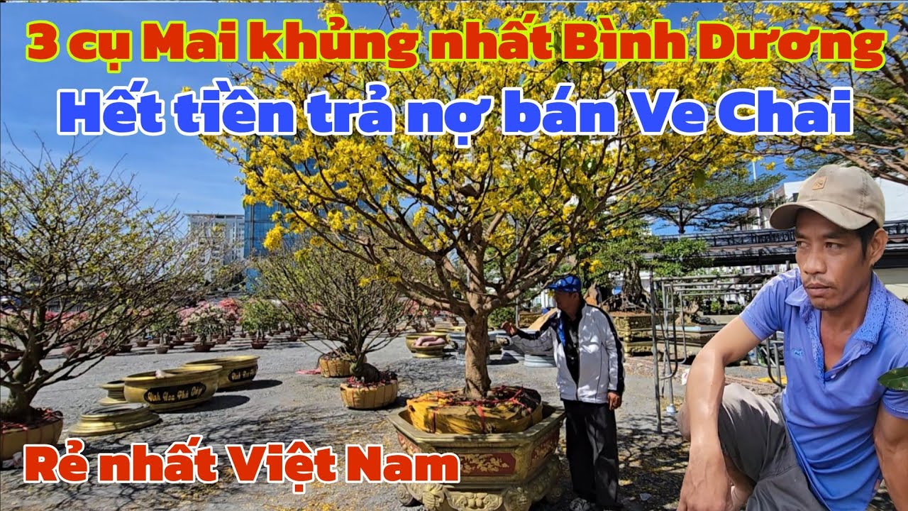 3 cụ Mai khủng nhất Bình Dương chủ kêu bán Ve Chai giá cực kỳ rẻ 