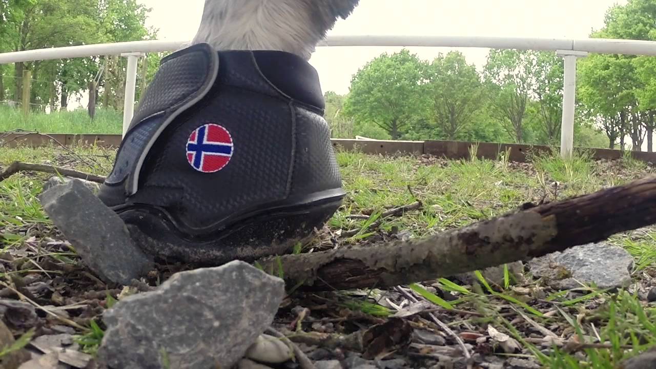 Equine Fusion Jogging shoes English