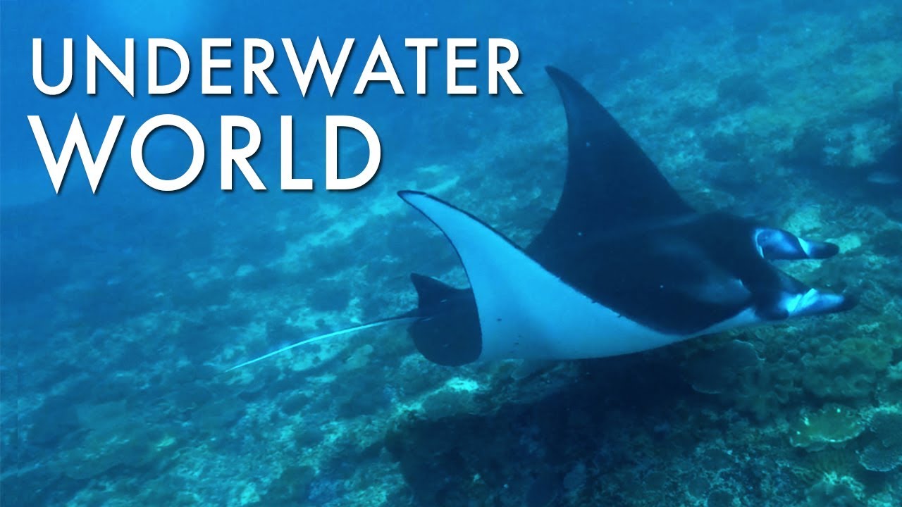 What is Inside Underwater World | Aquanauts Diving