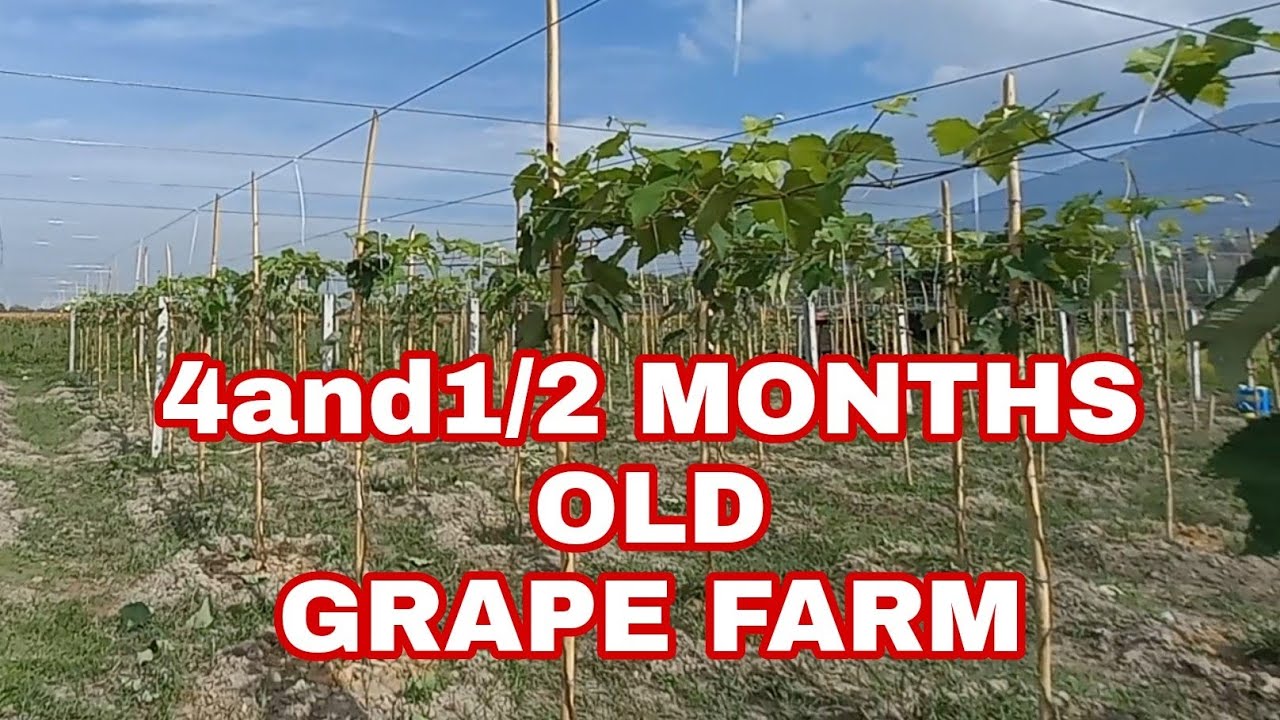 FARM VLOG # 18 : OUR 4 and 1/2 MONTHS OLD GRAPE FARM