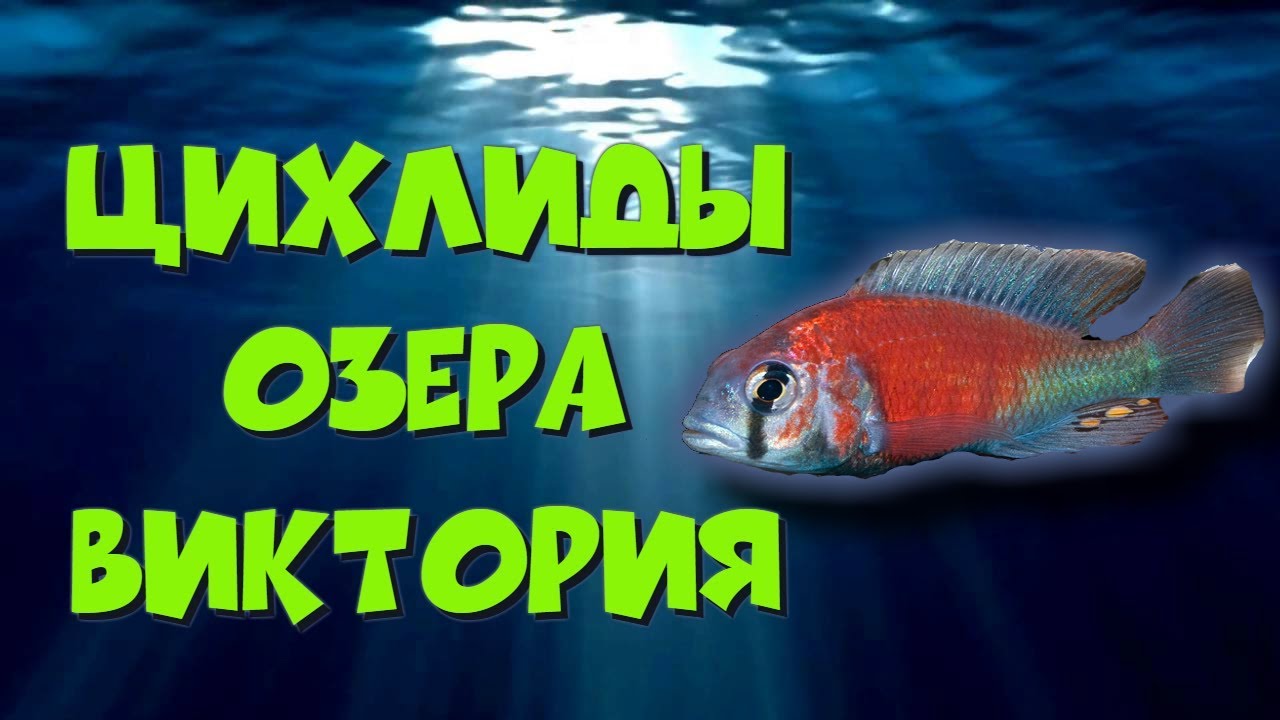 Цихлиды озера Виктория. Обзор
