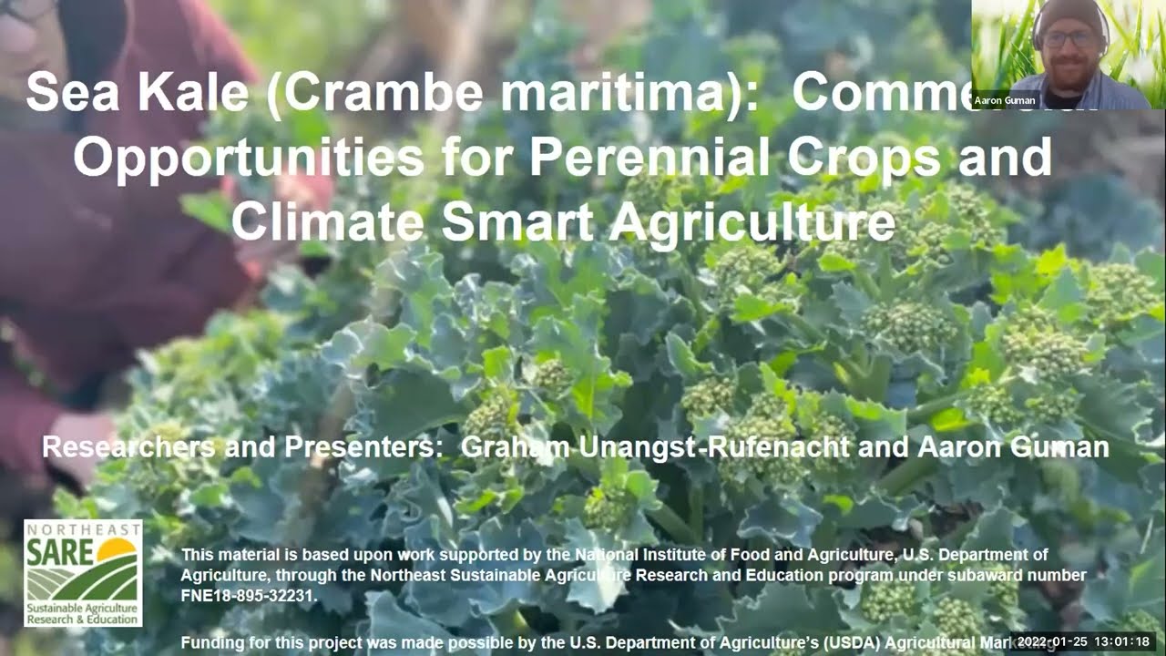 Growing Seakale, a Perennial Vegetable Crop | Research Nugget