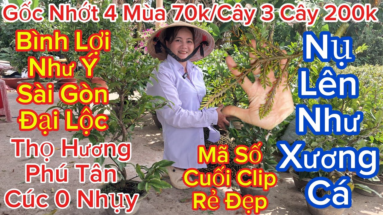 🍀24/1☎️0326119500 Gặp Mộng☎️🌲Mai Vàng Giá Rẻ🌲Gốc Nhớt 4 Mùa 70k🌲Bình Lợi- Như Ý- Sài Gòn- Đại Lộc..🌲