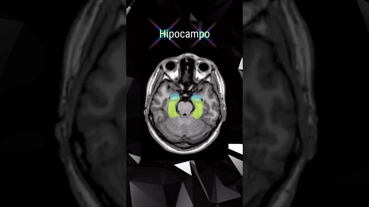 El hipocampo