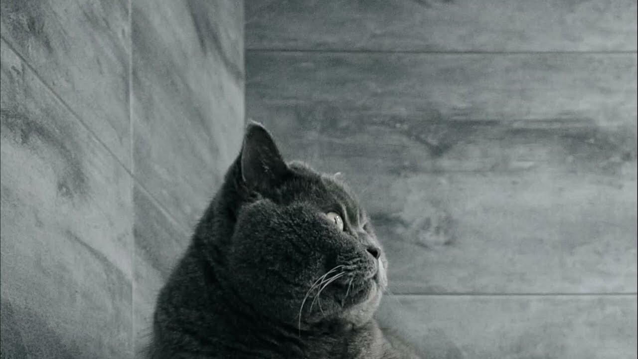 Chartreux cat  Breed information, pictures and videos |     قط شارترو معلومات صور ومقاطع فيديو |