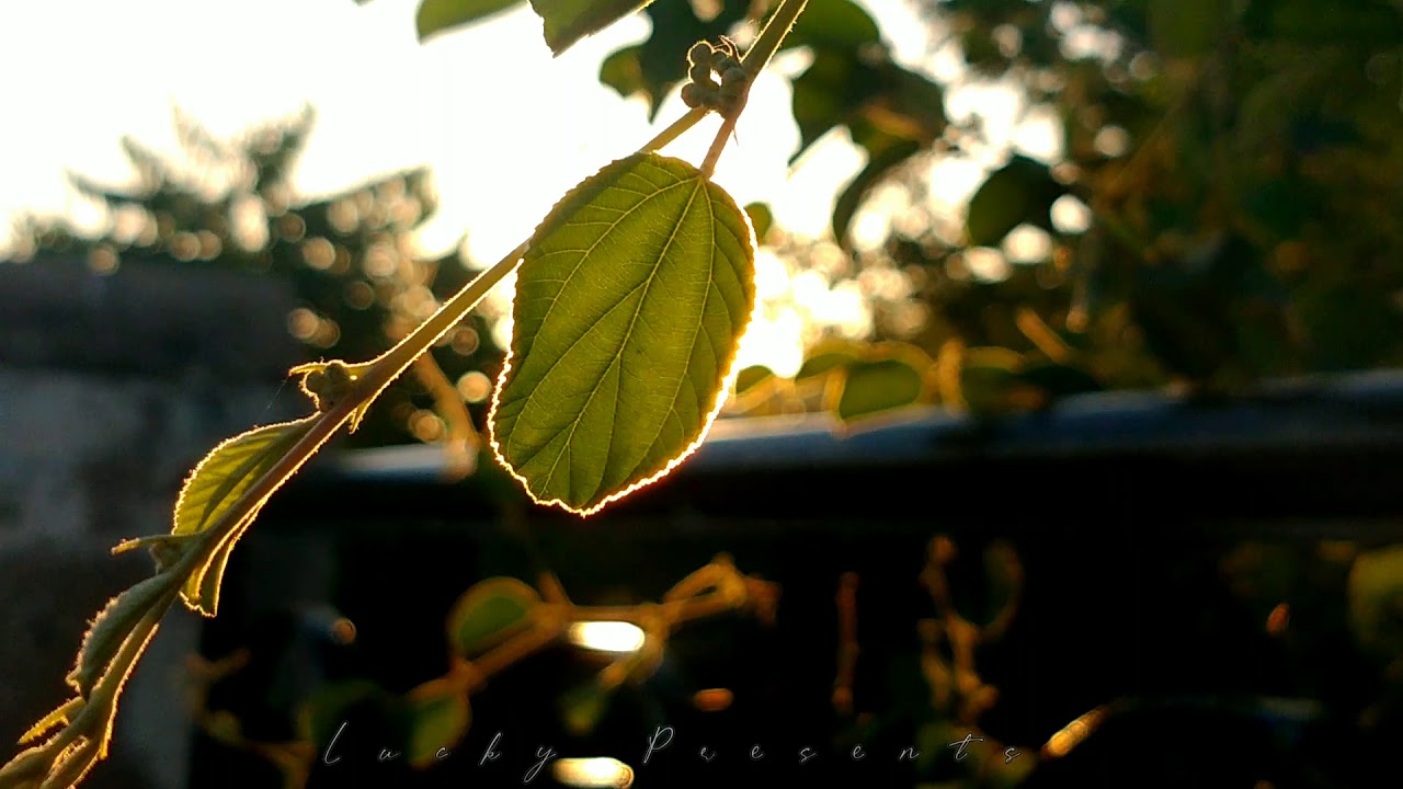 good morning status 🌞🌺 #goodmorning #sunrise #sunset