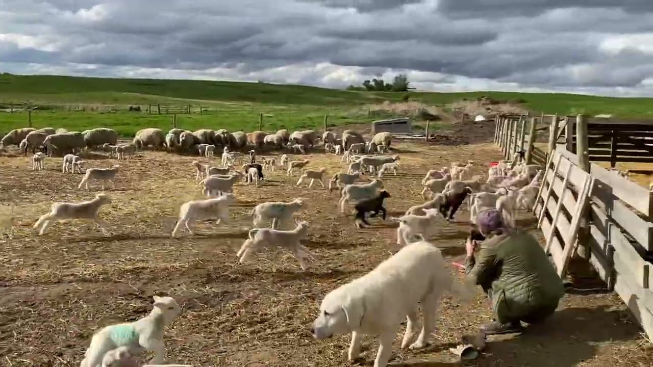 First time running baby lambs : Sheep Farming