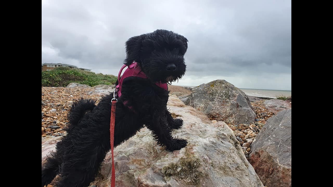Duchess the 13 week old Mini Schnauzer Puppy - 2 Week Socialisation & 2 Weeks Training