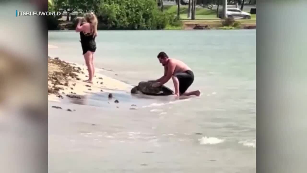 ‘Knock it off’: Viral video of man picking up honu sparks outrage