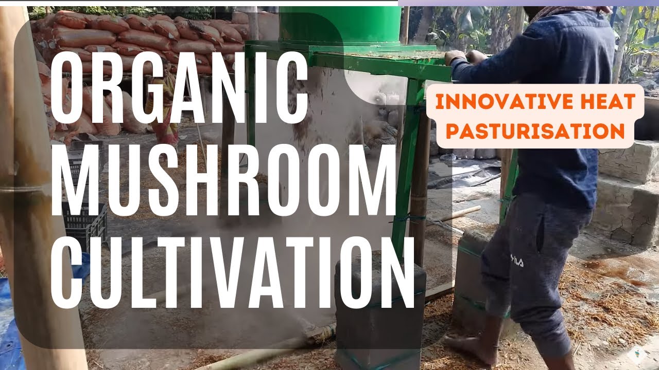 Oyster Mushroom Organic Cultivation || How to grow Pleurotus ostreatus Guide | Complete Training
