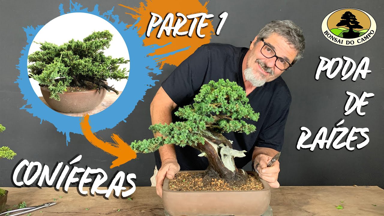 PODA DE RAÍZES em coníferas. PARTE 1