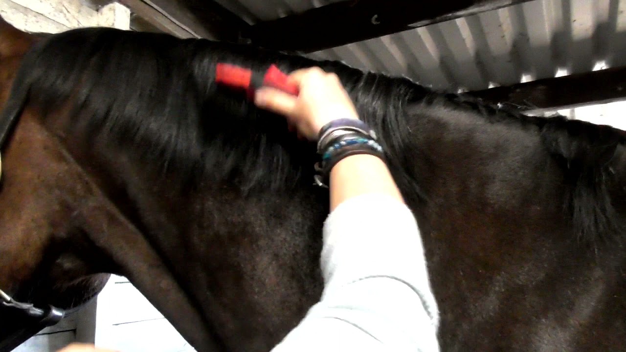 How To Pull & Thin Your Horse's Mane Using A SoloComb & SoloRake - With Horsemart & Hesteyri Horses