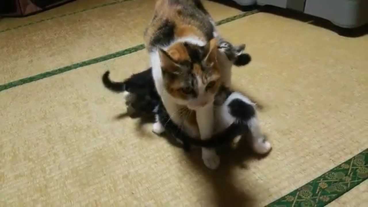母猫授乳を頑張る！