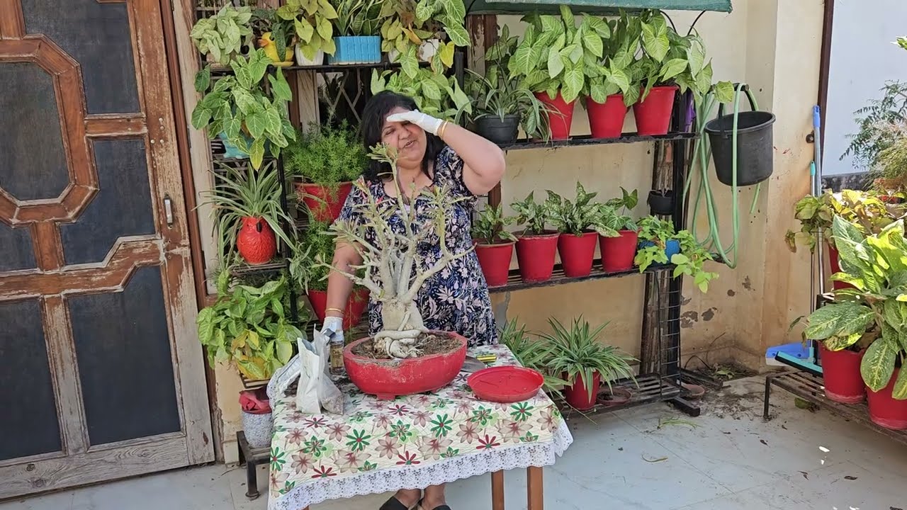 Do THIS To Your ADENIUM in FEBRUARY || FEBRUARY ADENIUM CARE TIPS| DESERT ROSE CARE IN FEB