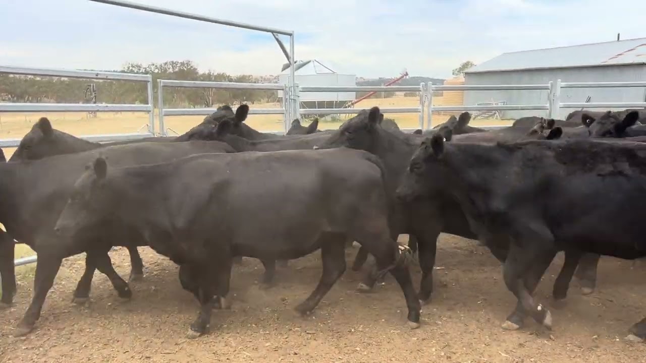 107 NSM Angus heifers 