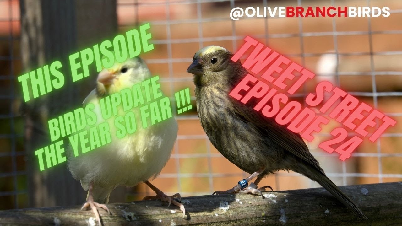 Tweet Street Episode 24 - Lizard Canary Keeping.