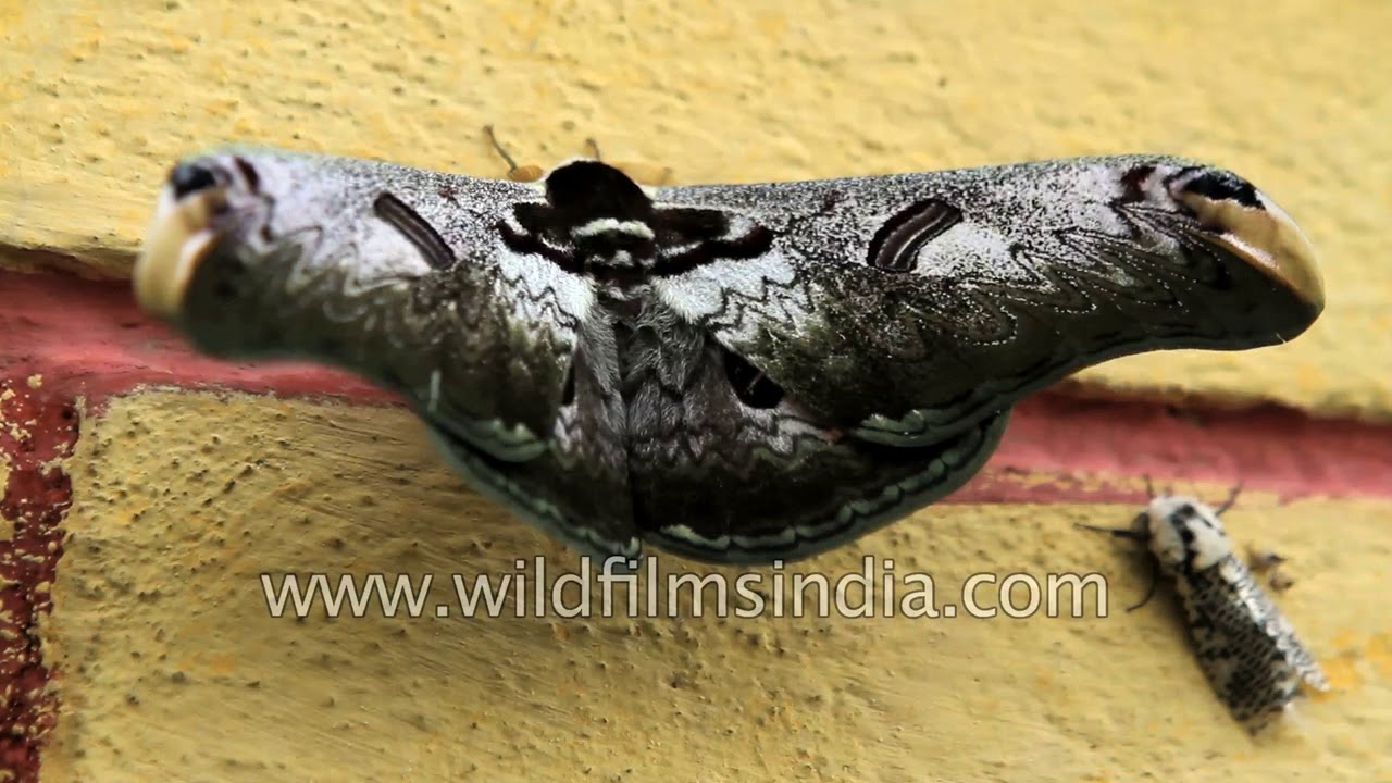 Rare high Himalayan Saturniid moths in the monsoon season
