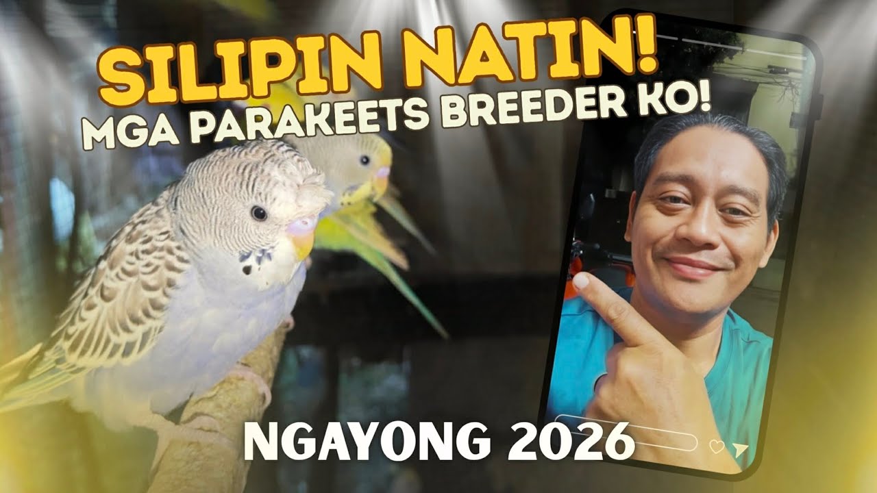 Silipin natin mga parakeets breeders ko ngayong 2026 😱😱😱