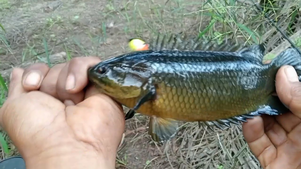 Hampir merata betoknya babon-babon dispot ini,mancing menjadi lebih seru‼️