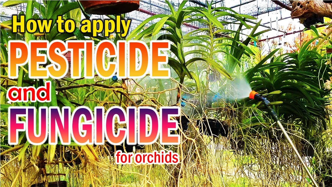 FUNGICIDE and PESTICIDE Application for Orchids| How I apply pesticide and fungicide on my orchids