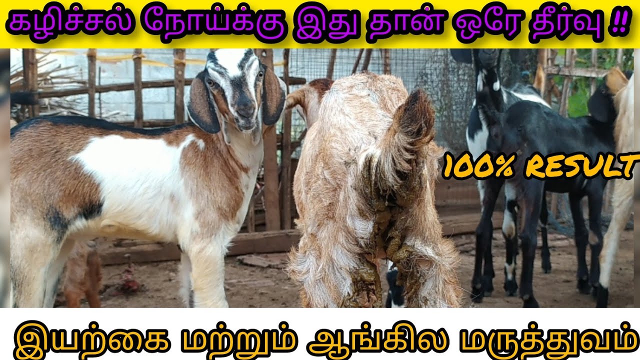 ஆடுகளுக்கு கழிச்சல் நோய்யை குணப்படுத்தும் வழிமுறைகள் - இயற்கை மற்றும் ஆங்கில மருத்துவம்|Goat tamil |