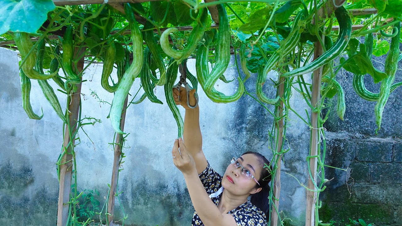 Despite the barren soil, mothers can grow snake gourd confidently with this tip for high yields