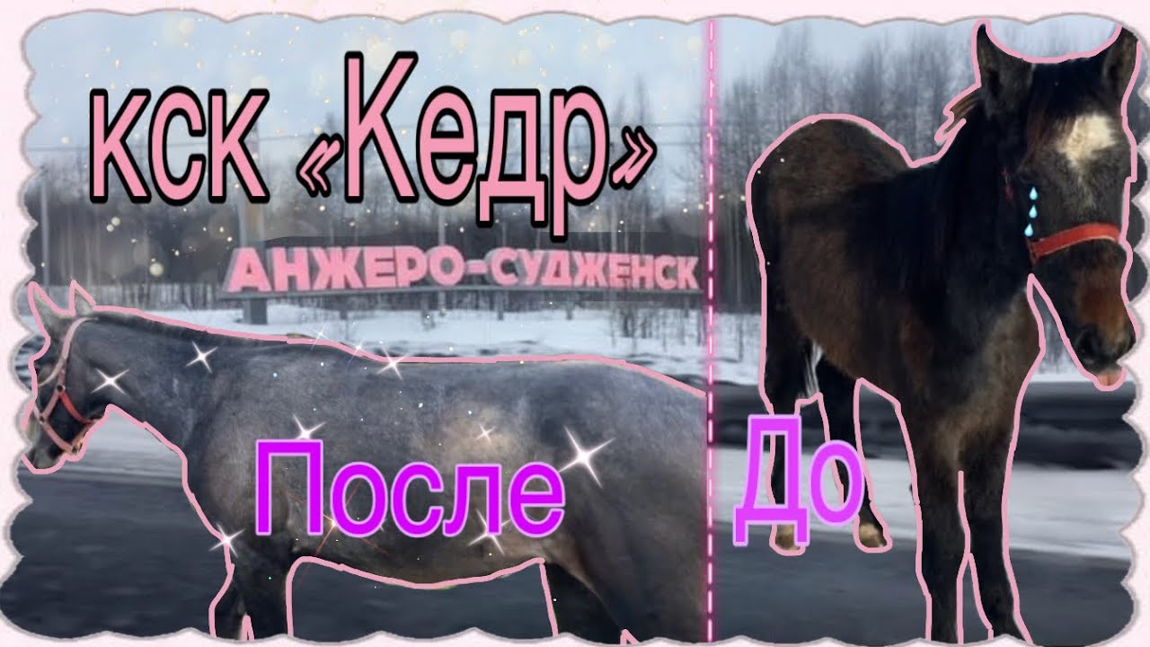 Покупка жеребенка | VLOG | Адаптация 