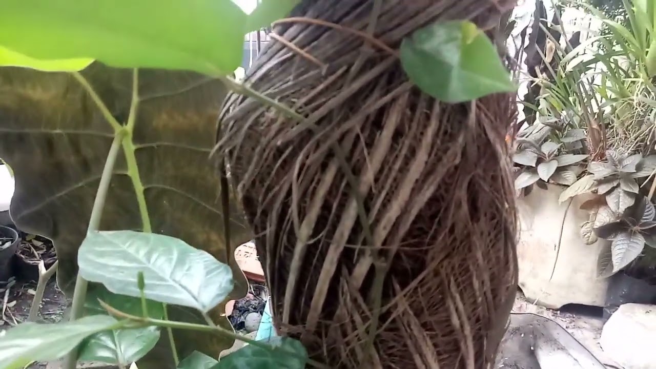 struktur perbedaan pohon cabe jamu usia 1 tahun dengan pohon cabe jamu usia 4 bulan