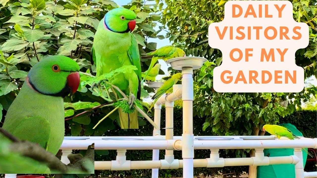 wild Guests #Wild parrots #chirping #birdschirping #birdsounds