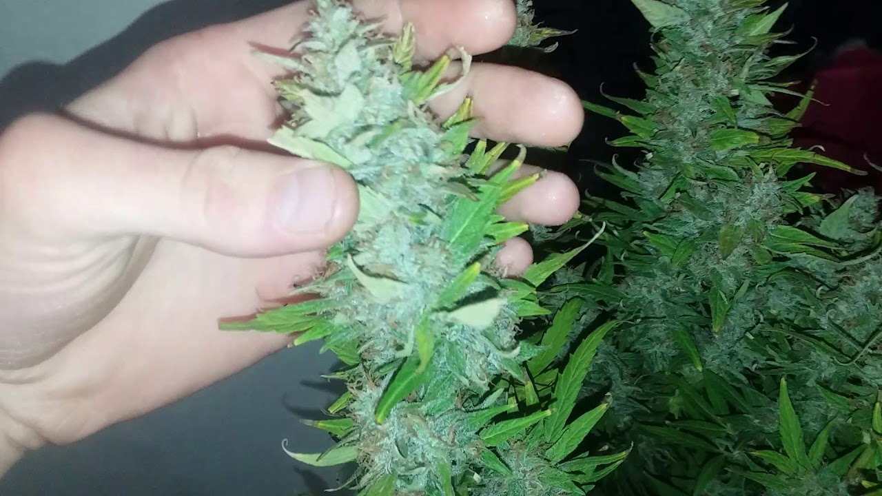 Harvesting Sticky Buds: Supersonic Crystal Storm from Samsara seeds!! 🔥🔥