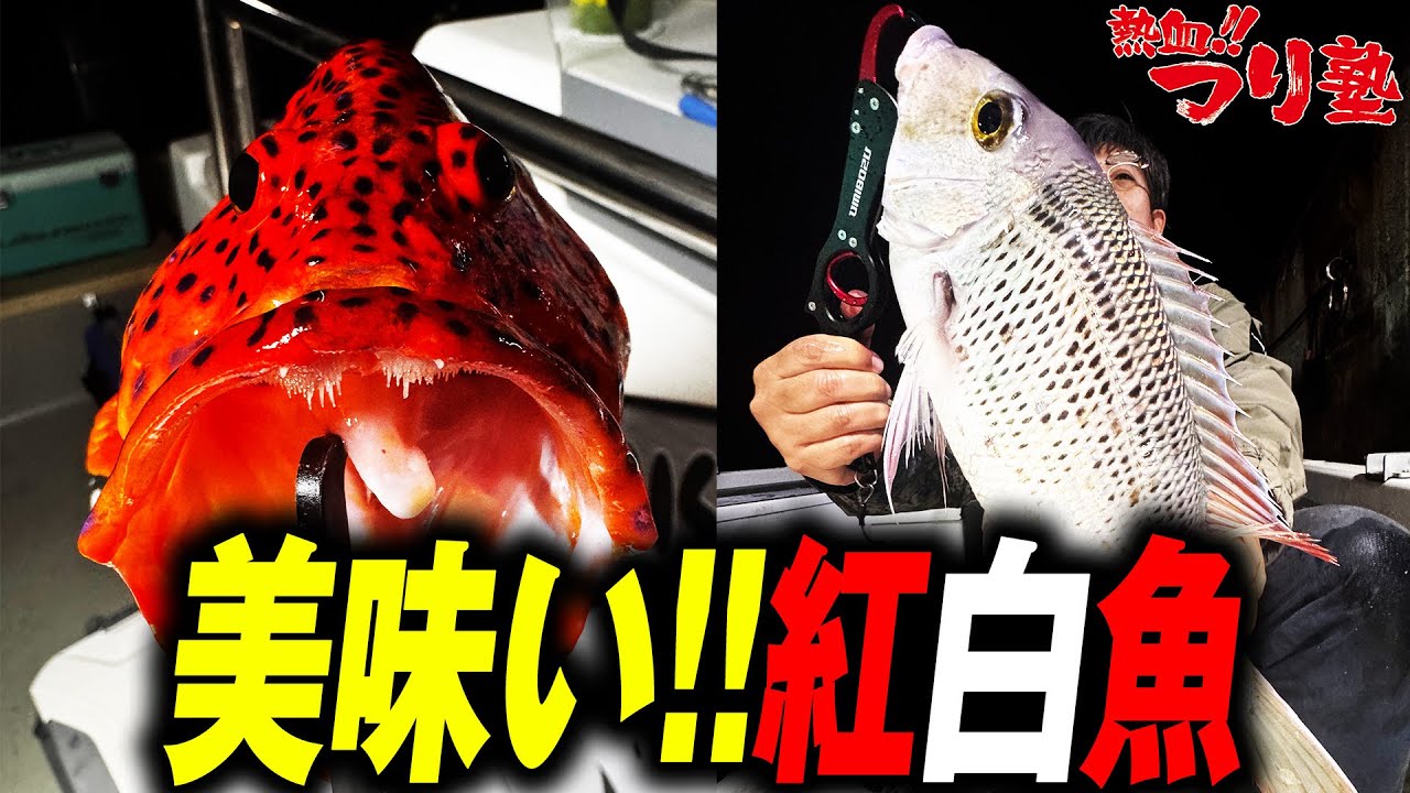 美味い！紅白魚
