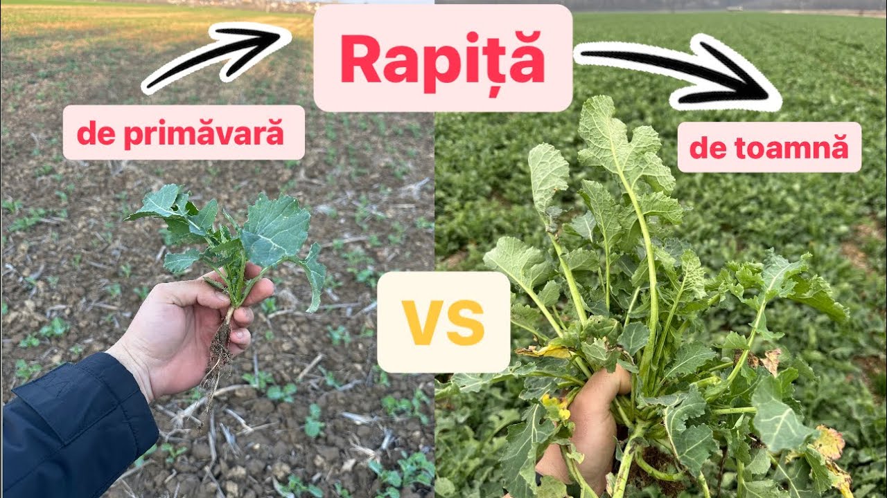 Experimentul cu #rapita de ''primavara'' by #MadalinAGRO si #KWS . #tractorvideo #farmer #tractor