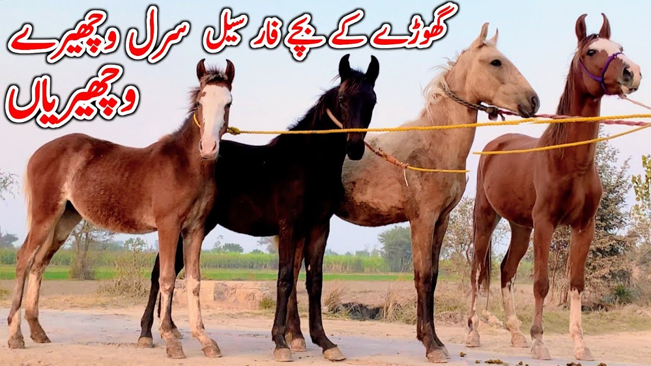 Beautiful Desi Wacherian | Mushka Wachera | Horse For Sale In Pakistan 