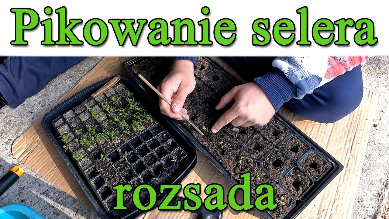 Pikowanie selera korzeniowego. Rozdzielanie sadzonek do doniczek. Rozsada selera.