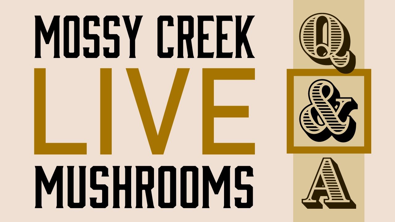 Friday Fungal Hangout & Q&A with Andrew Reed! | Mossy Creek Mushrooms Live