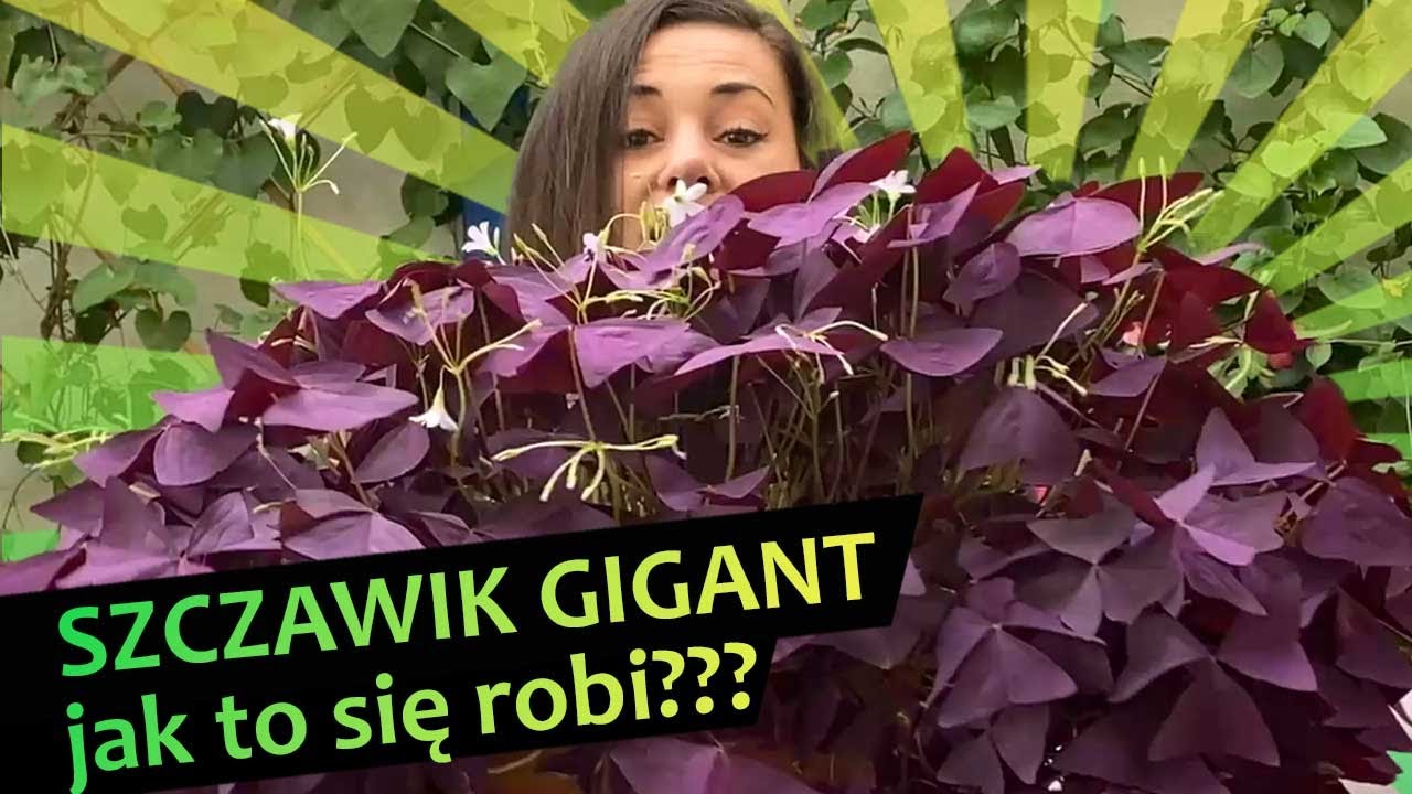 Egzotyczna podróż do świata Szczawika trójkątnego - odkryj piękno tej rośliny. 