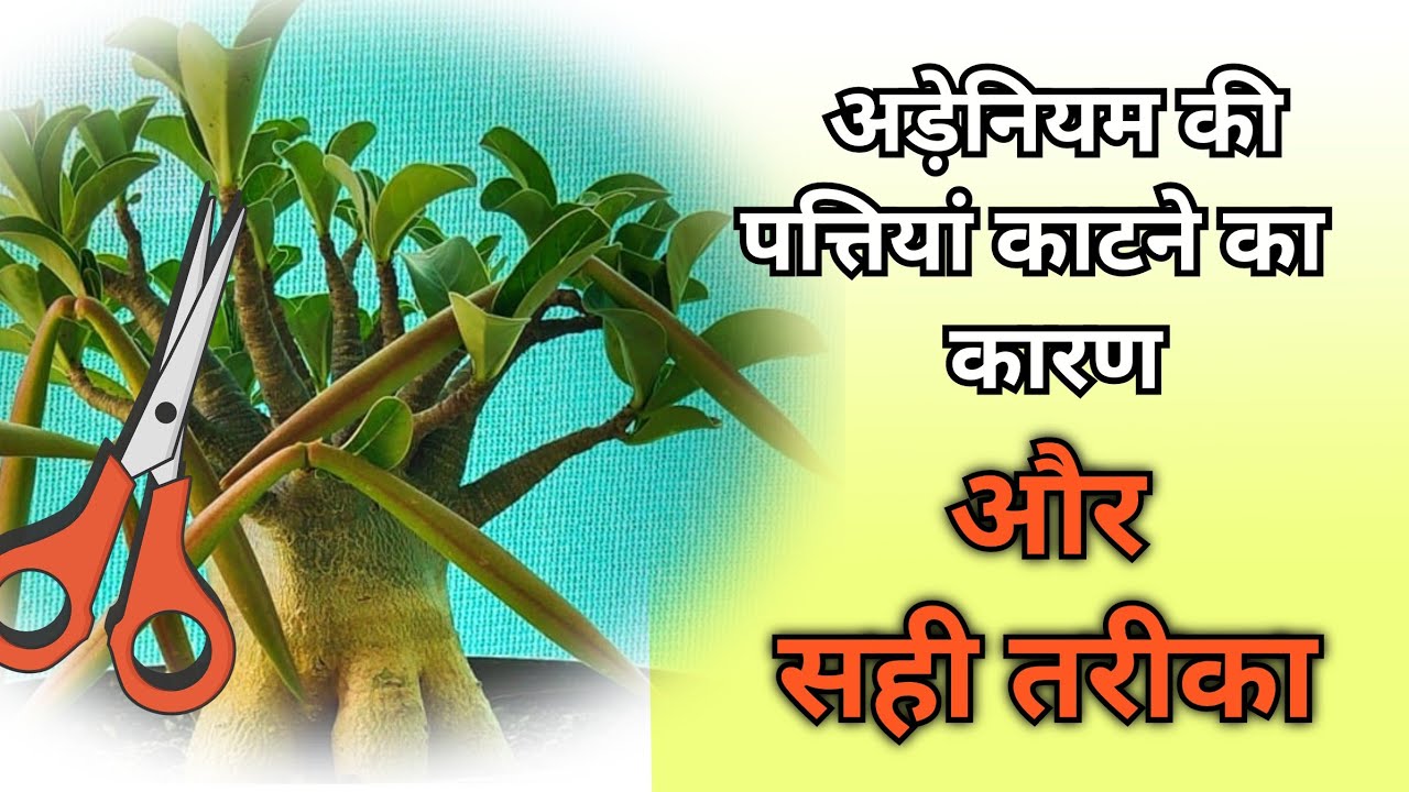 Adenium leaf cutting | know some hidden secrets