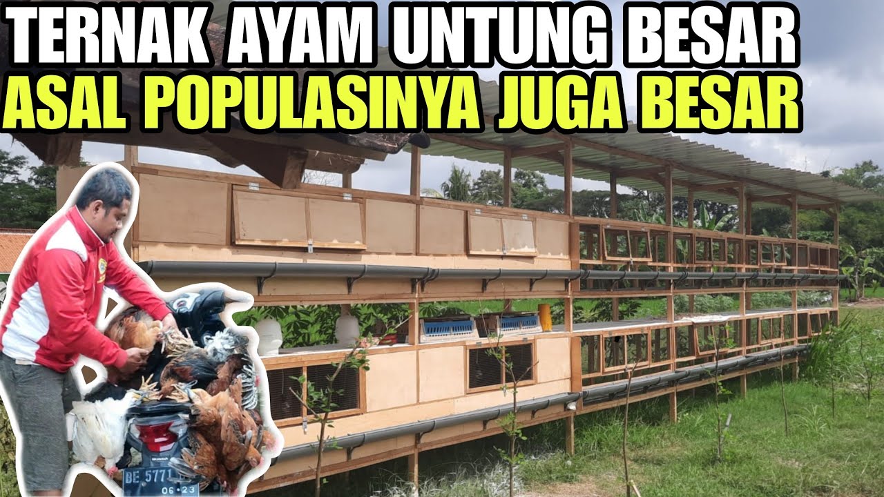 PELIHARA AYAM SEDIKIT UNTUNG 8JT/BLN ⁉️