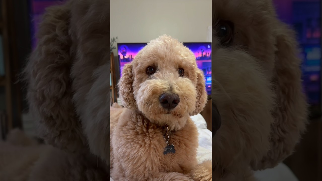 They always know #dog #goldendoodle