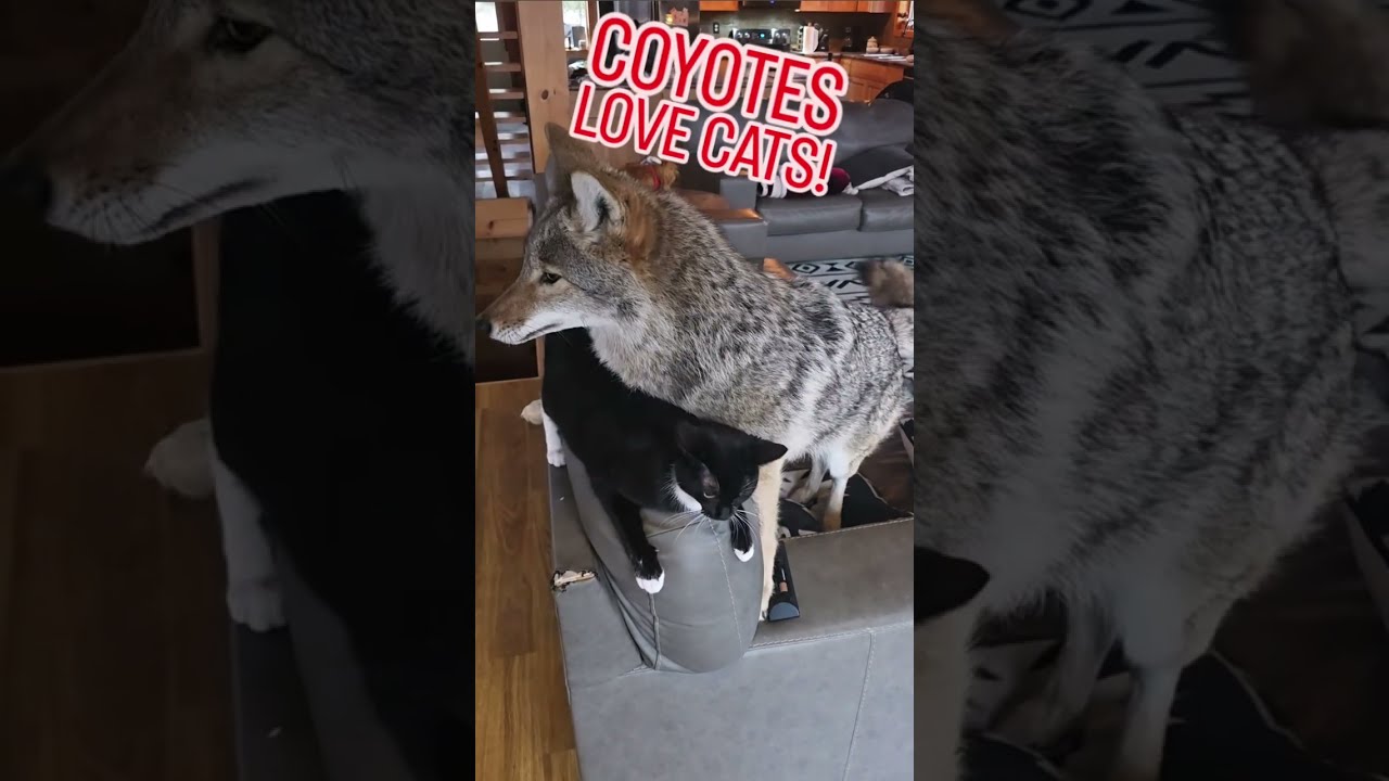 PUPPY LOVE!❤️🐺 ##weavethecoyote #coyote #dog #puppy #pitbull #cat #cute #animals #animal #friends 