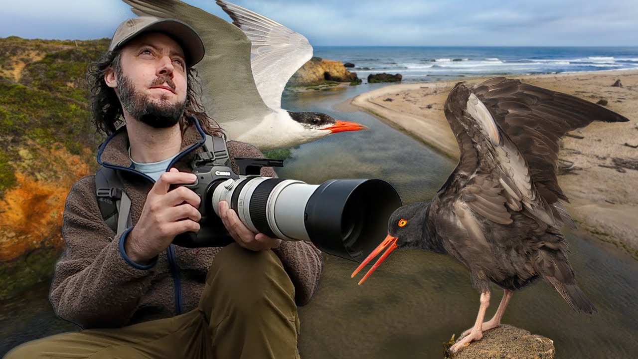 What a gem! Bird photography on the California coast