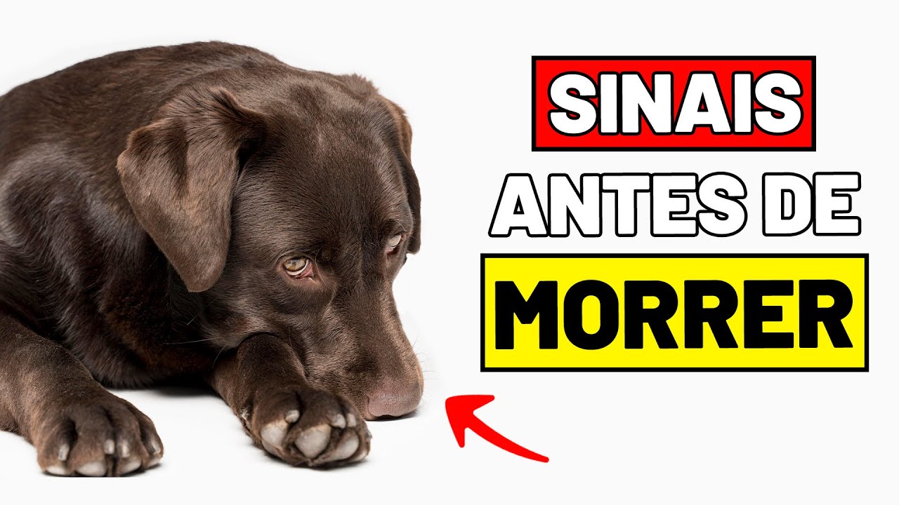 5 SINAIS DE DESPEDIDA enviados por cães ANTES DE MORREREM