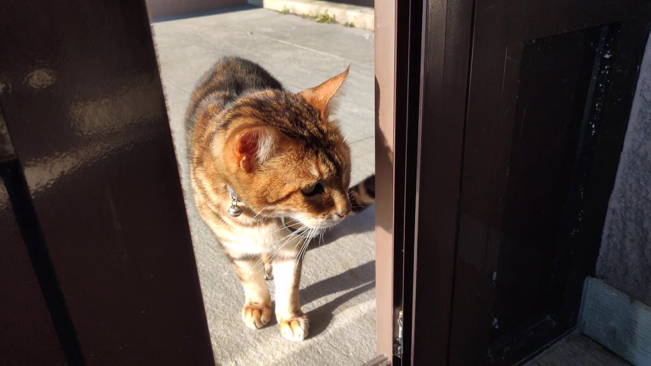 A FOREIGN CAT VISITING US