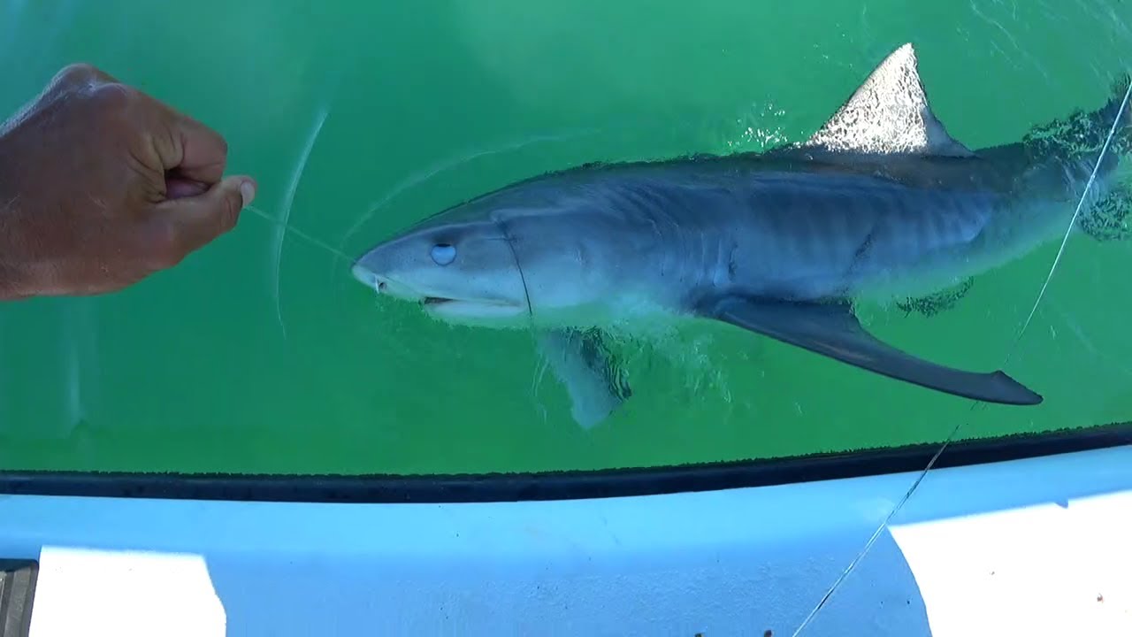 HUGE TIGER SHARK Caught LIVE on Twitch.tv!!! Florida Keys SHARK FISHING!