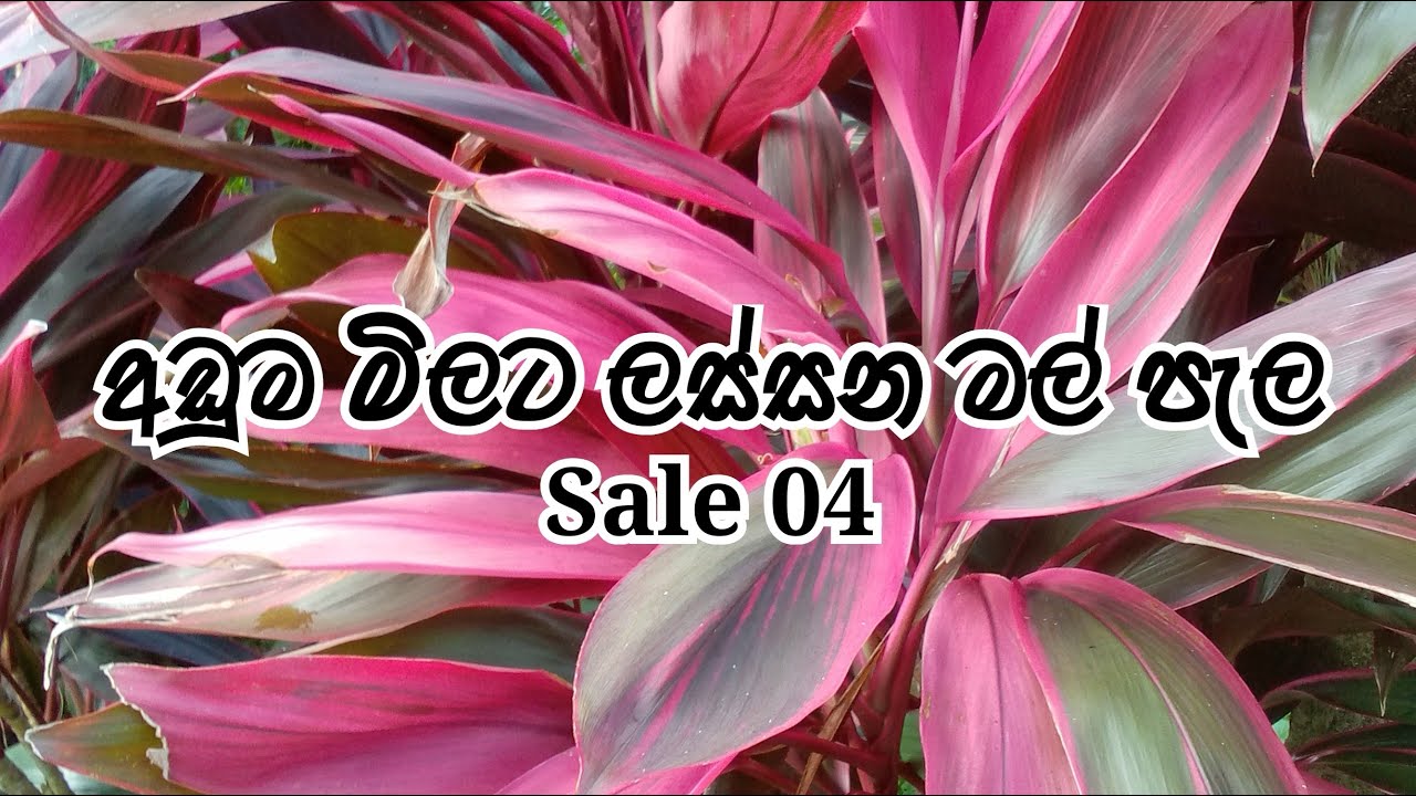 අඩුම මිලට විසිතුරු මල් පැල