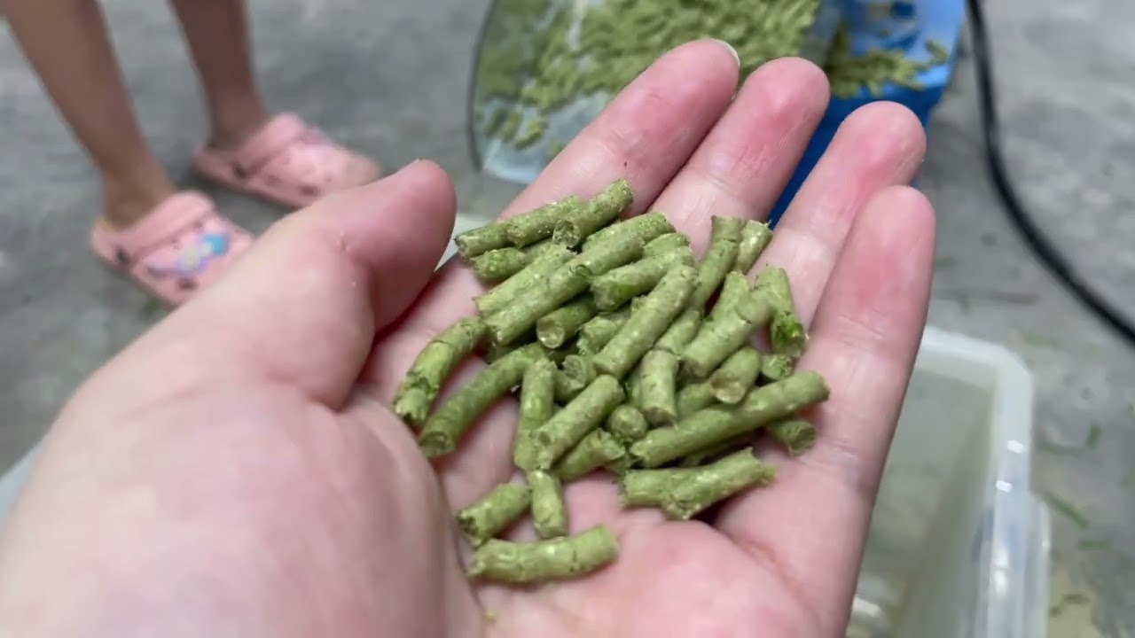 Farm machine - How to make poultry feed by yourself with pellet machine
