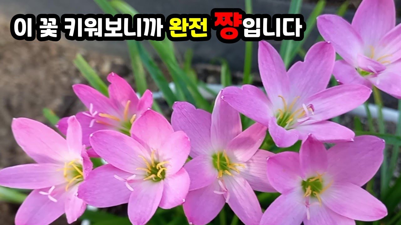 나도샤프란 월동 /나도샤프란 분홍 키우기 /제피란서스 / 기생란 / 분홍나도샤프란 꽃