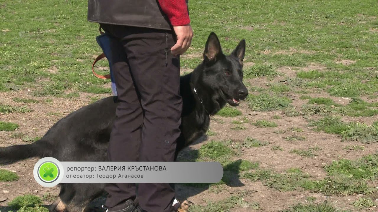 Съвети при обучение на кучето